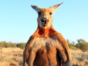 Create meme: kangaroo animals, kangaroo Jock, kangaroo Roger