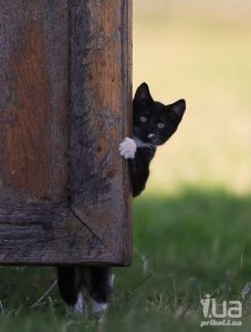 Создать мем: кошки, животные выглядывают из за двери смешные, котик выглядывает из-за угла