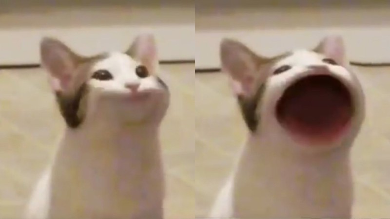 Create meme: a meme with a cat that opens its mouth, popcat, the cat opened his mouth