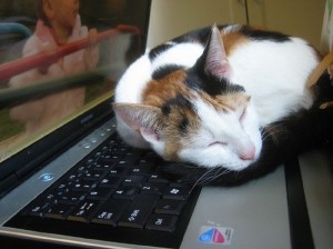 Создать мем: котики, котик на клавиатуре, кошка