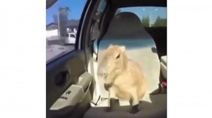Create meme: a sheep at the wheel, car