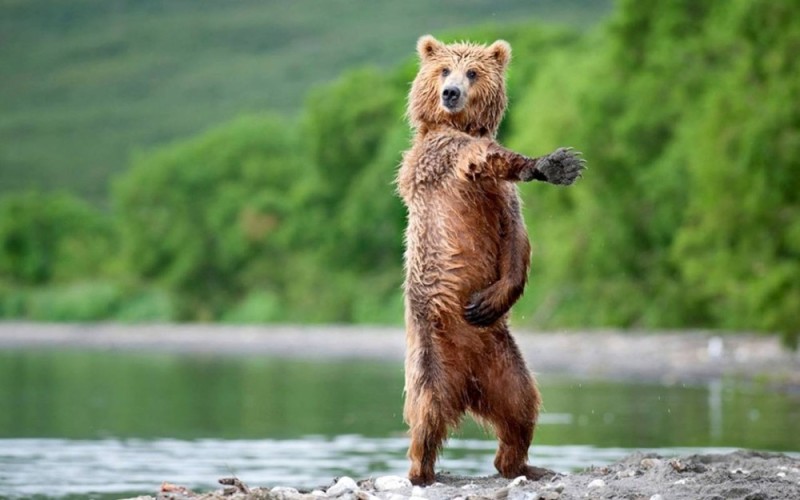Создать мем: весёлый медведь, медведь танцует, смешной медведь