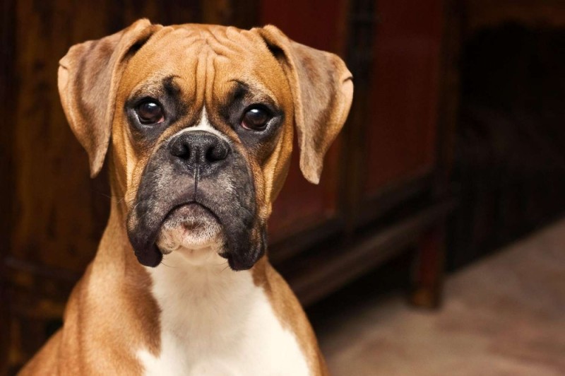 Create meme: boxer breed, boxer dog, French boxer breed