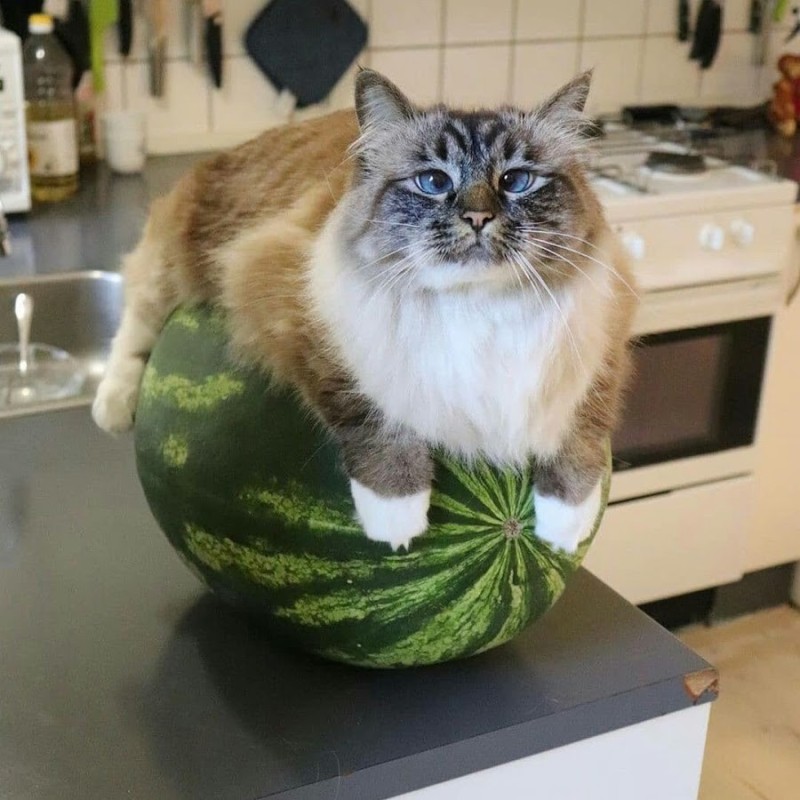 Create meme: kitten and a watermelon, funny cats , a cat with a watermelon on its head