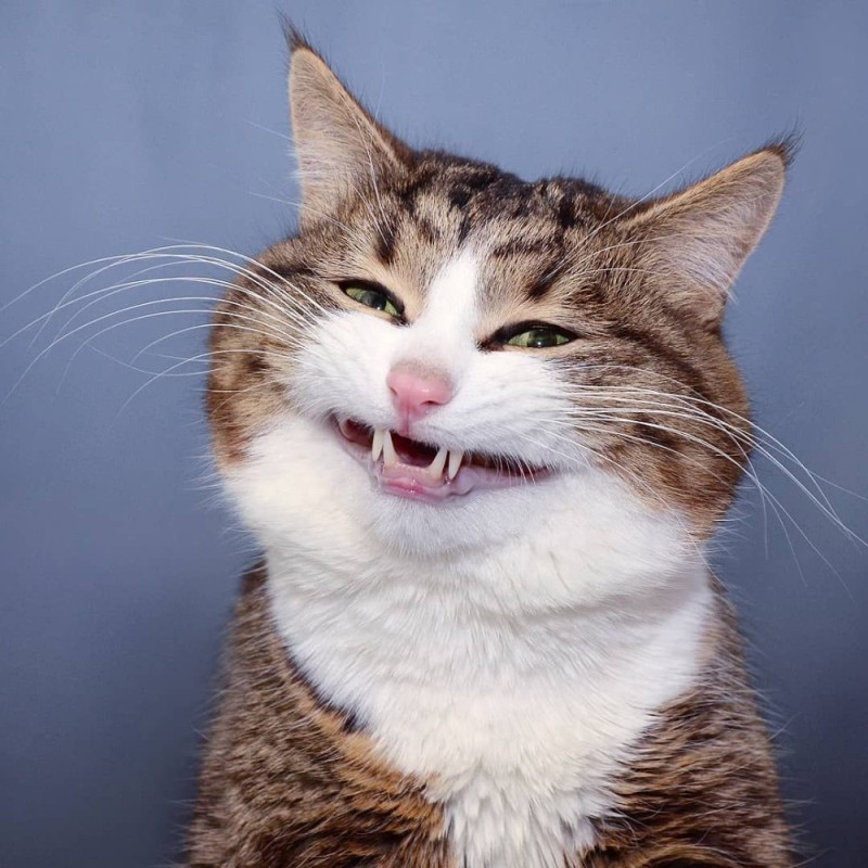 Create meme: the cat smiles with teeth, funny faces of cats, smiling cat 