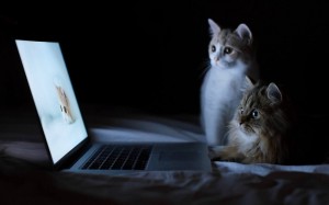 Create meme: the cat at the computer, kitten and laptop, the cat at night