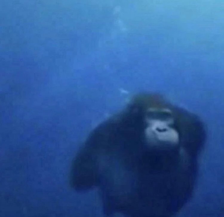 Создать мем: обезьяна плавает в воде, горилла плывет под водой, обезьяна в воде плывет