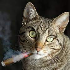 Создать мем: кот курит в шоке, полосатая кошка, обкуренный кот