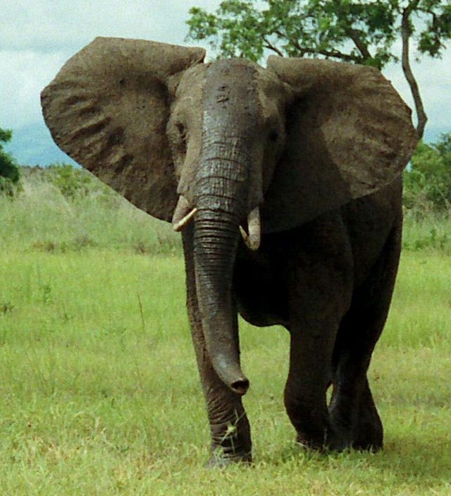 Создать мем: проснулся утром, африканский саванный слон гиганты, африканский саванный слон