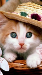Создать мем: милые котики, красивые кошечки, красивые котики