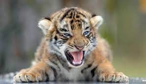 Создать мем: бенгальский тигренок, маленький тигренок, тигр тигренок