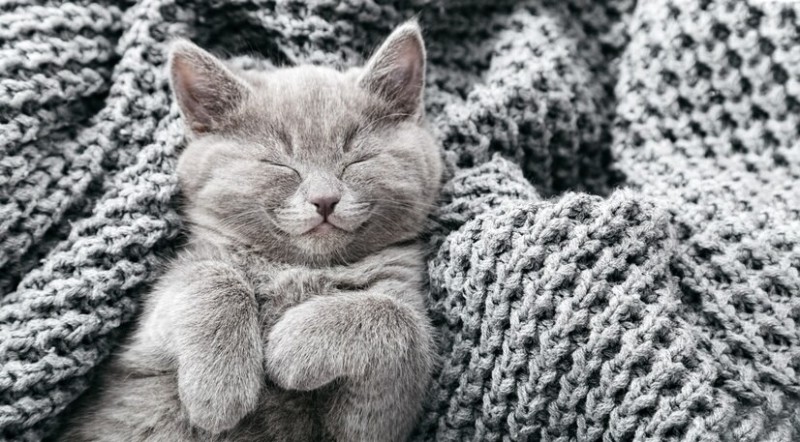 Create meme: cute cats , grey cat , sleeping grey cat