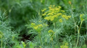 Create meme: dill, plant