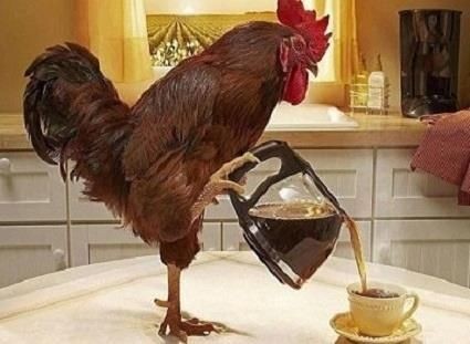 Create meme: Good morning rooster, The cockerel pours tea, morning cock