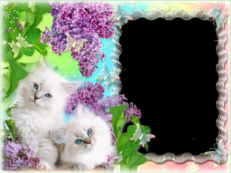 Create meme: postcard, a beautiful frame with kittens for, cats 