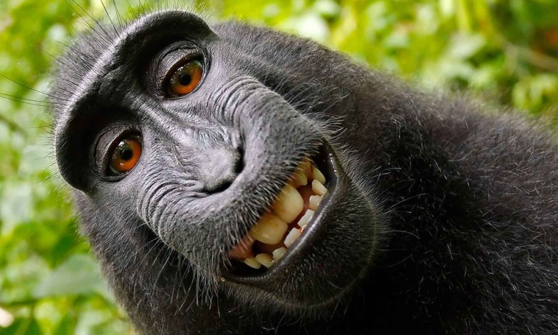 Create meme: funny monkeys, the monkey is smiling, funny monkey 