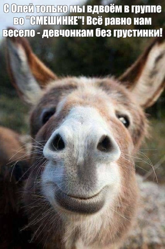Create meme: donkey , The donkey is smiling, Dear ass