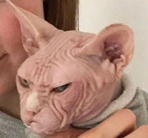 Создать мем: кошка сфинкс, злой лысый кот, сердитый сфинкс