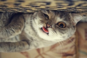 Create meme: Cat showing tongue