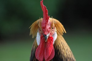 Create meme: chicken, petushara, rooster