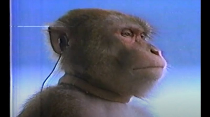 Создать мем: обезьяна слушает музыку, обезьянки, мартышка в наушниках