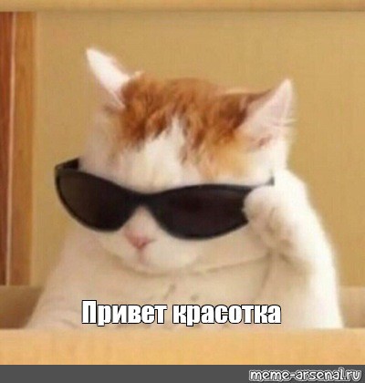 Create meme: hello cat meme, cool cat meme, cats with glasses