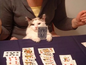 Создать мем: милые животные, архив интернета, кот покер