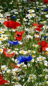 Create meme: cornflowers daisies, summer flowers, wild flowers