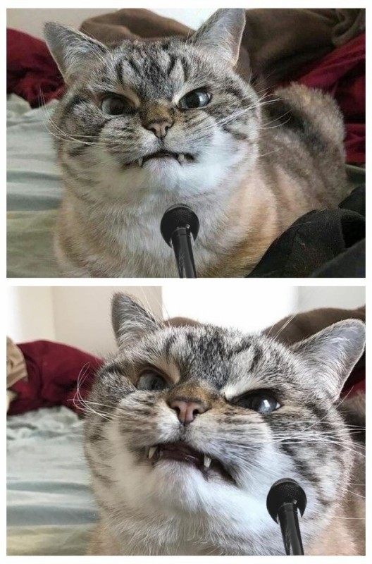 Создать мем: кот, мемный кот, злой кот
