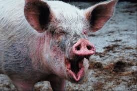Create meme: swine fever, animals pig, pig