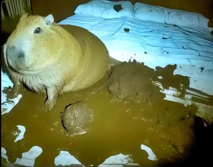 Create meme: capybaras , Guinea pig skinny, domestic guinea pig