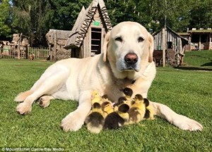 Создать мем: лабрадор ретривер, golden retriever, labrador retriever