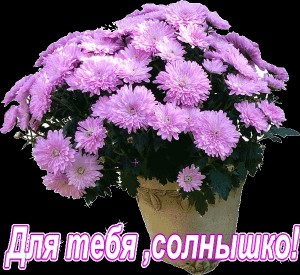 Создать мем: хризантемы многолетние, красивые цветы, хризантемы