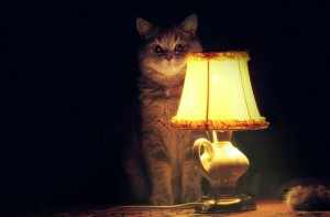 Создать мем: настало время ох ительных историй, ламповый кот, кот с лампой мем