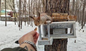 Create meme: squirrel in the Park, proteins, protein