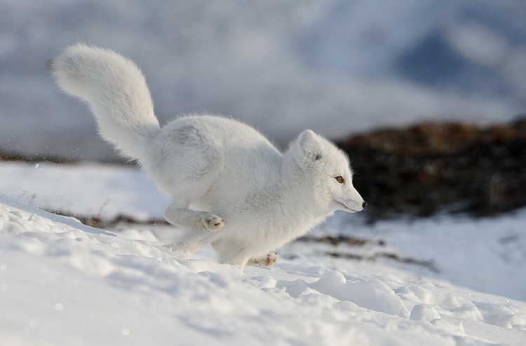 Create meme: arctic fox in winter, white arctic fox, tundra Arctic fox