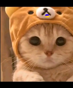 Create meme: animals cute, meme of cute cat, cute cats