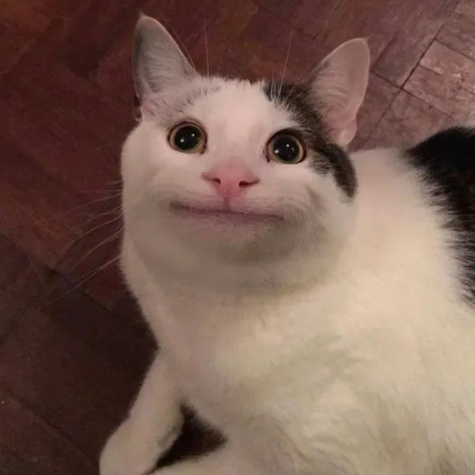 Создать мем: мемные коты, мем кот, мемы с улыбающимся котом