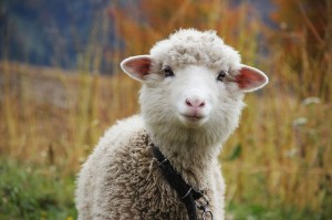 Create meme: white sheep, sheep