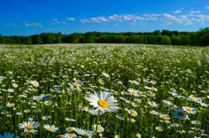 Create meme: field of daisies, field of daisies
