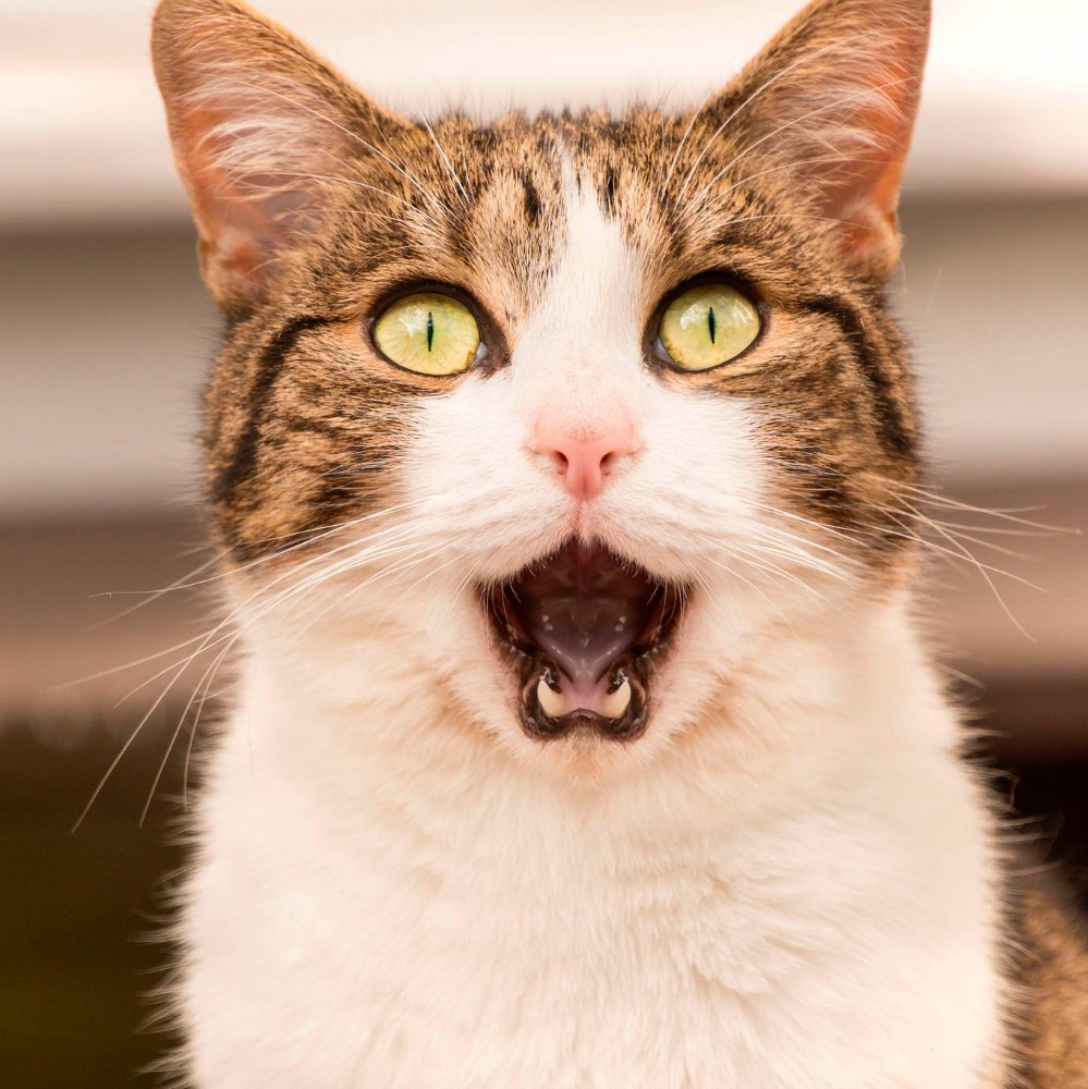 Create meme: funny cat faces, funny cats , cat 