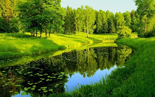 Create meme: forest river, nature landscape, summer landscape