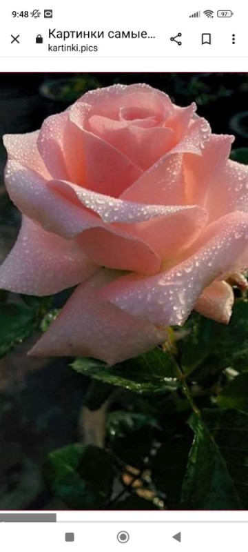 Create meme: pink roses, beautiful roses , a very beautiful rose