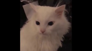 Создать мем: Кошка, кот белый, кот
