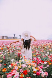 Create meme: flower field, field of flowers, poppy field