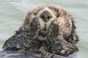 Create meme: sea otters hold paws, sea otters sleep, sea otter