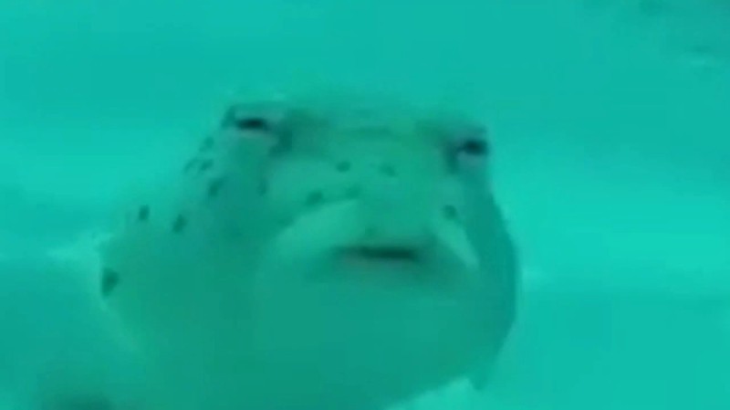 Create meme: The suspicious fish, suspicious fish, puffer fish 