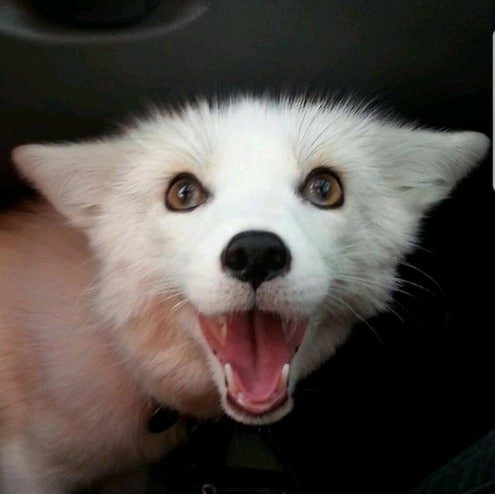 Create meme: white Fox , the arctic fox is domestic, Fox 