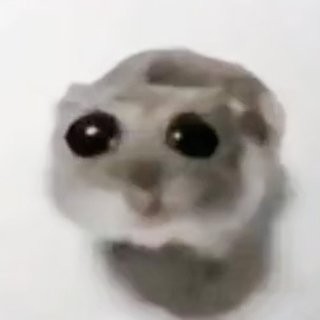 Create meme: A hamster with big eyes, nyashnye seals , meme cat 