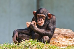 Создать мем: самка шимпанзе, обезьянки, обыкновенный шимпанзе
